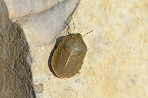 Réf. 227 794 : Eurygaster austriaca